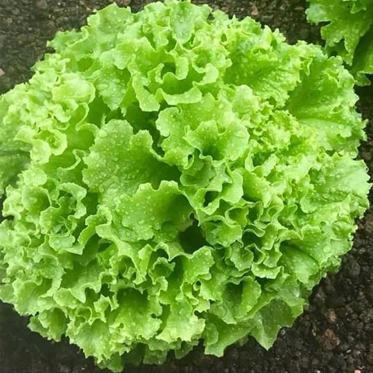 Oakleaf Lettuce Seeds - Heirloom, Non-GMO, Heat-Tolerant