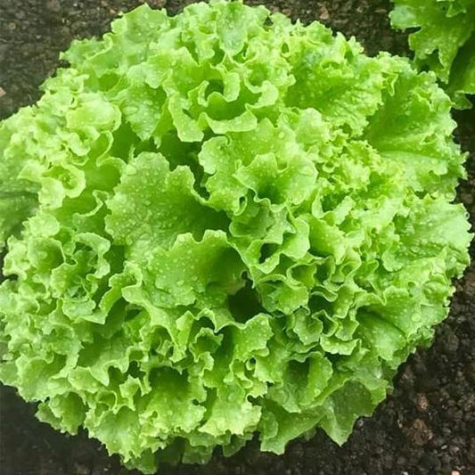 Oakleaf Lettuce Seeds - Heirloom, Non-GMO, Heat-Tolerant