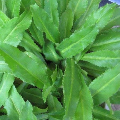 Vietnamese Culantro Seeds (Ngo Gai) – Non-GMO, Bold Flavor Herb