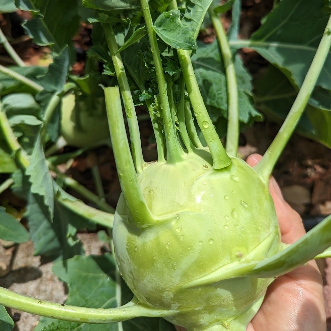 Early White Vienna Kohlrabi Seeds, Heirloom Non GMO