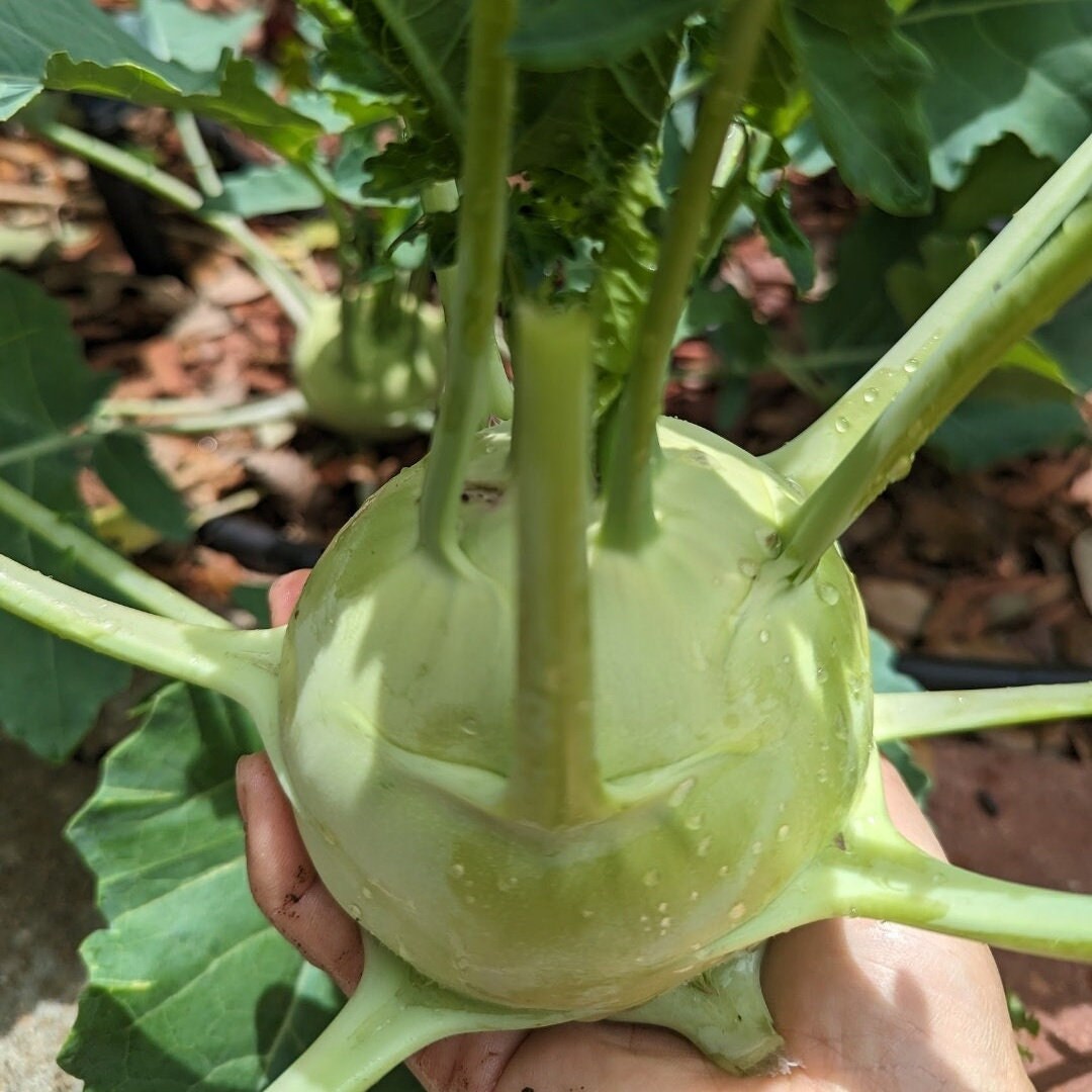 Early White Vienna Kohlrabi Seeds, Heirloom Non GMO