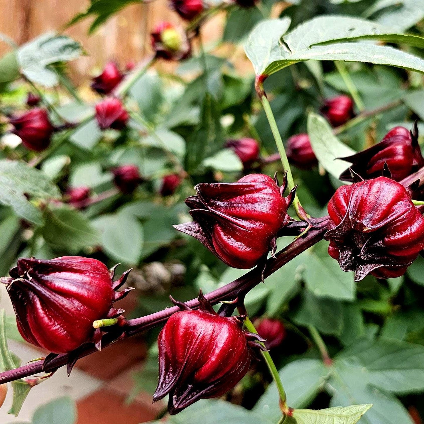 Roselle Hibiscus Seeds | Organic Tropical Tea Plant | Crimson Blooms | Grow Hibiscus Sabdariffa for Herbal Tea & Natural Dye | Non-GMO Seeds