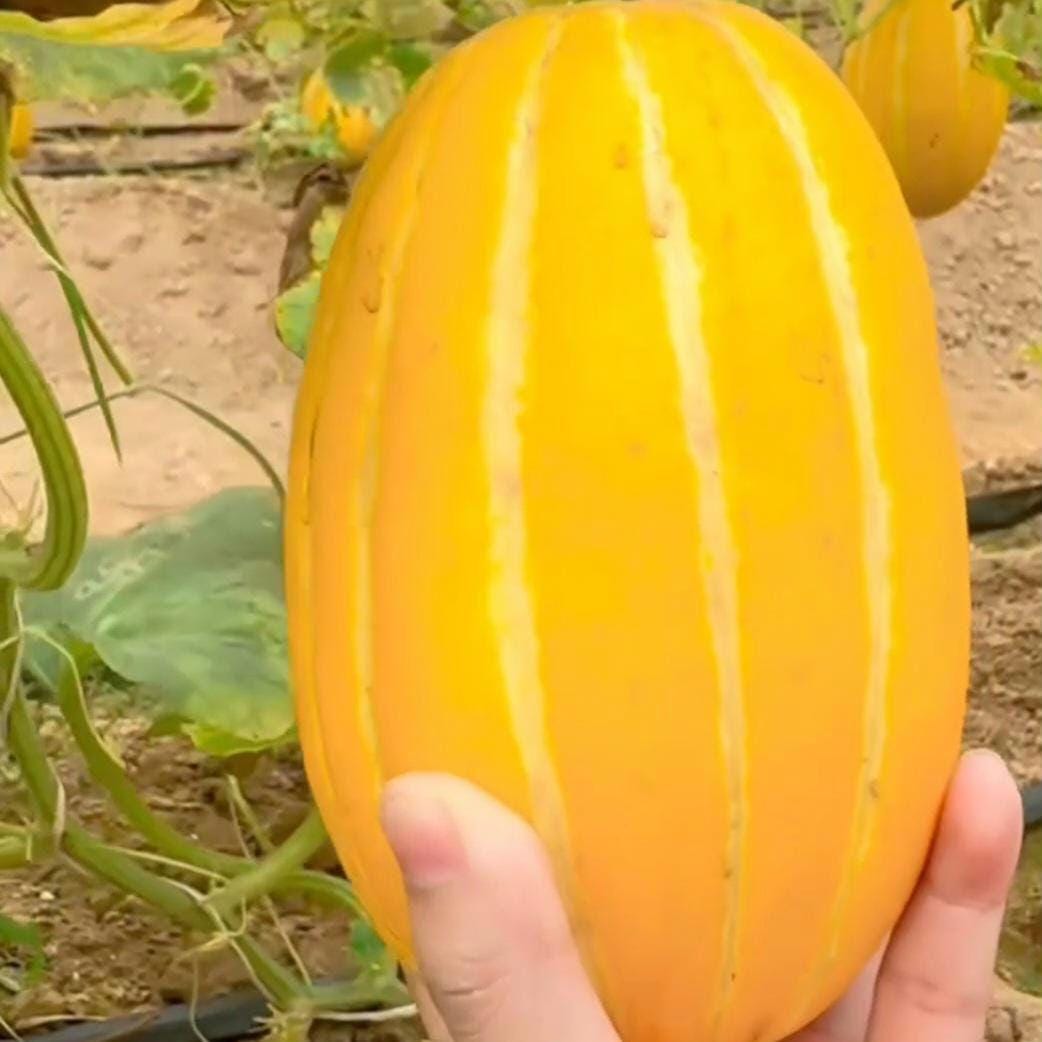 Heirloom Korean Melon Seeds, Chamoe, Edible Skin