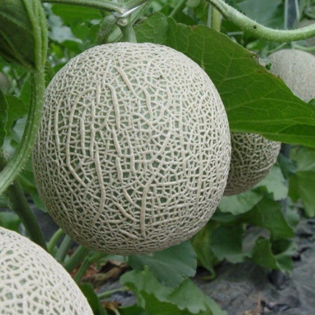 Deliciously Sweet Organic Cantaloupe Seeds  -  Easy to Grow, Abundant Harvest