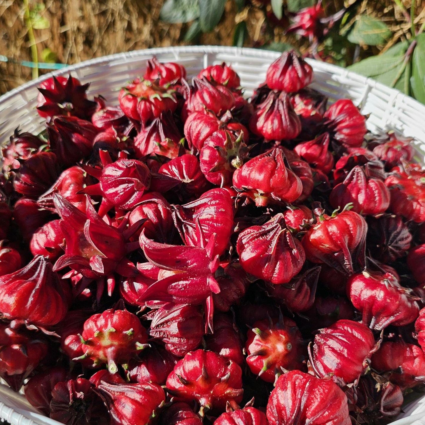 Roselle Hibiscus Seeds | Organic Tropical Tea Plant | Crimson Blooms | Grow Hibiscus Sabdariffa for Herbal Tea & Natural Dye | Non-GMO Seeds