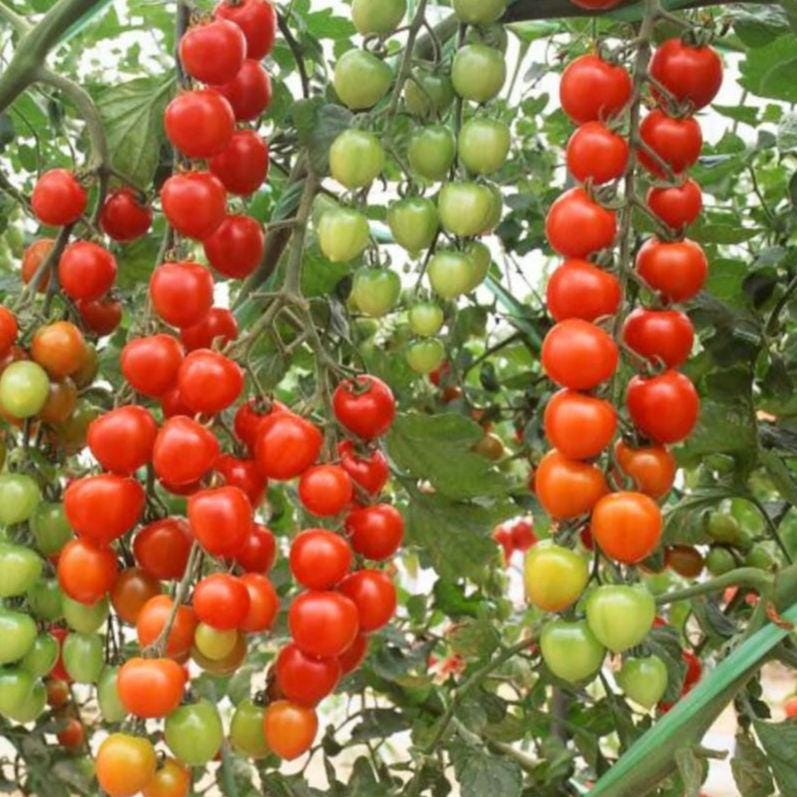 LIVE Tomato Super Sweet 100 Plants – Healthy, Strong, Heat-Tolerant and Productive, Easy to Grow and Maintain, High Yield and Ready To Grow