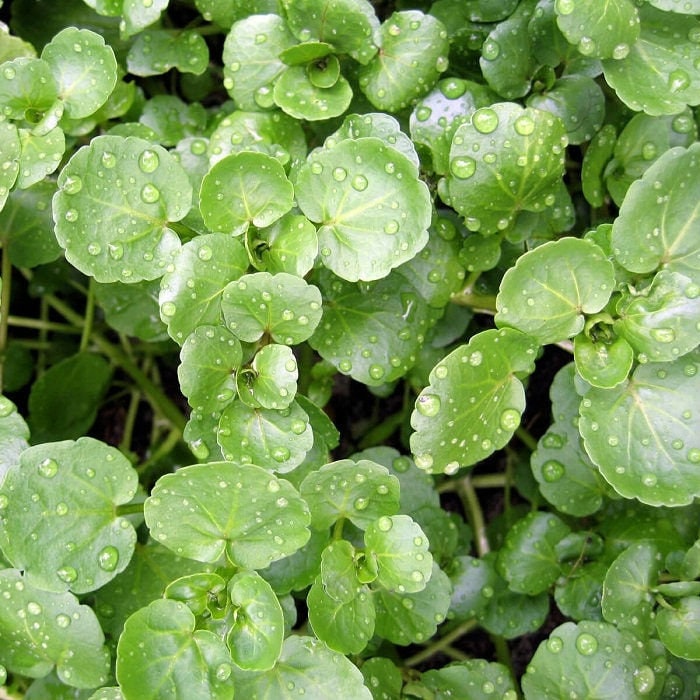 Organic Watercress Seeds, Non-GMO, Easy to Grow