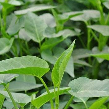 Big Leaf Water Spinach Seeds | Rau Muong La Lon, Kangkong, Ong Choy | Tropical Asian Green, Fast-Growing, Easy to Grow in Warm Climates