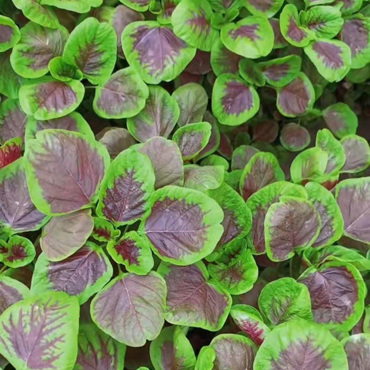 Red Stripe Leaf Amaranth Seeds – Easy to Grow, High Yield, Heirloom, Non-GMO