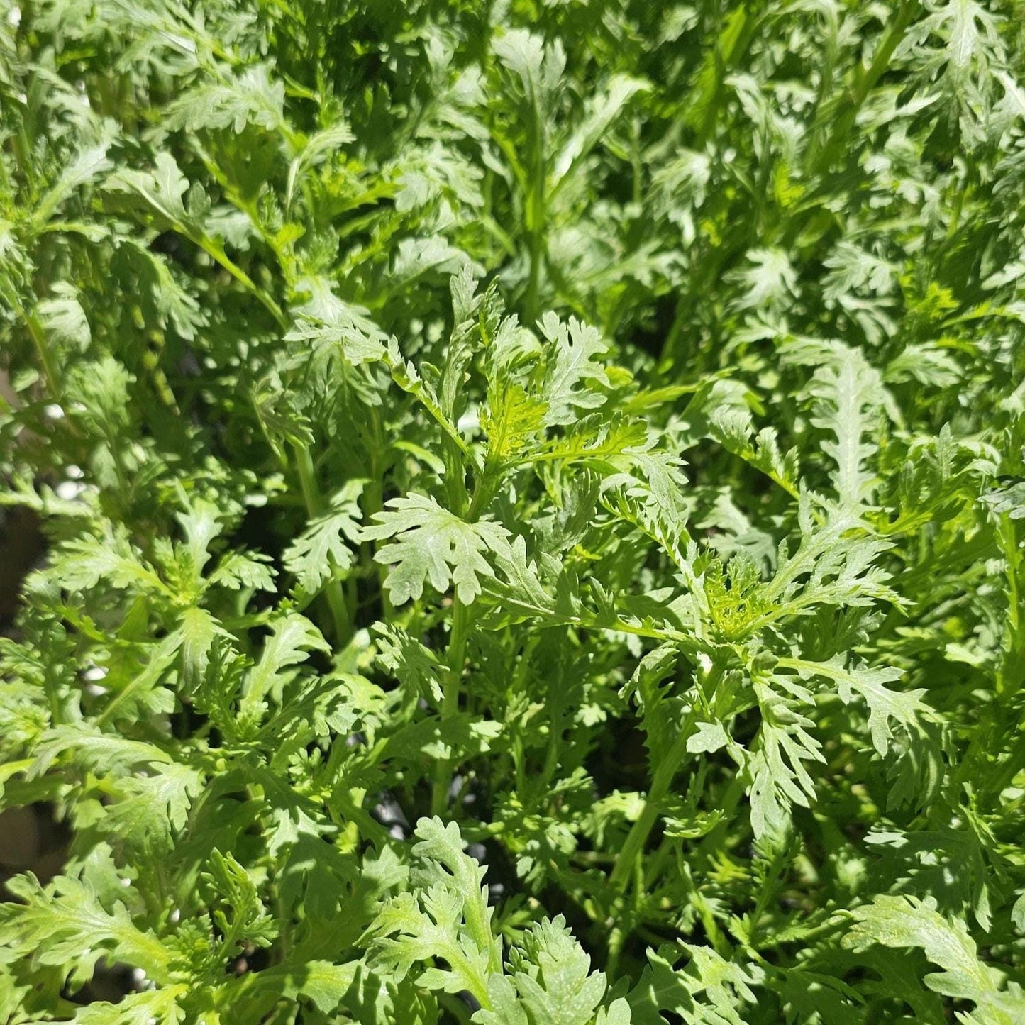 Crown Daisy Seeds, Edible Chrysanthemum Greens, Shungiku