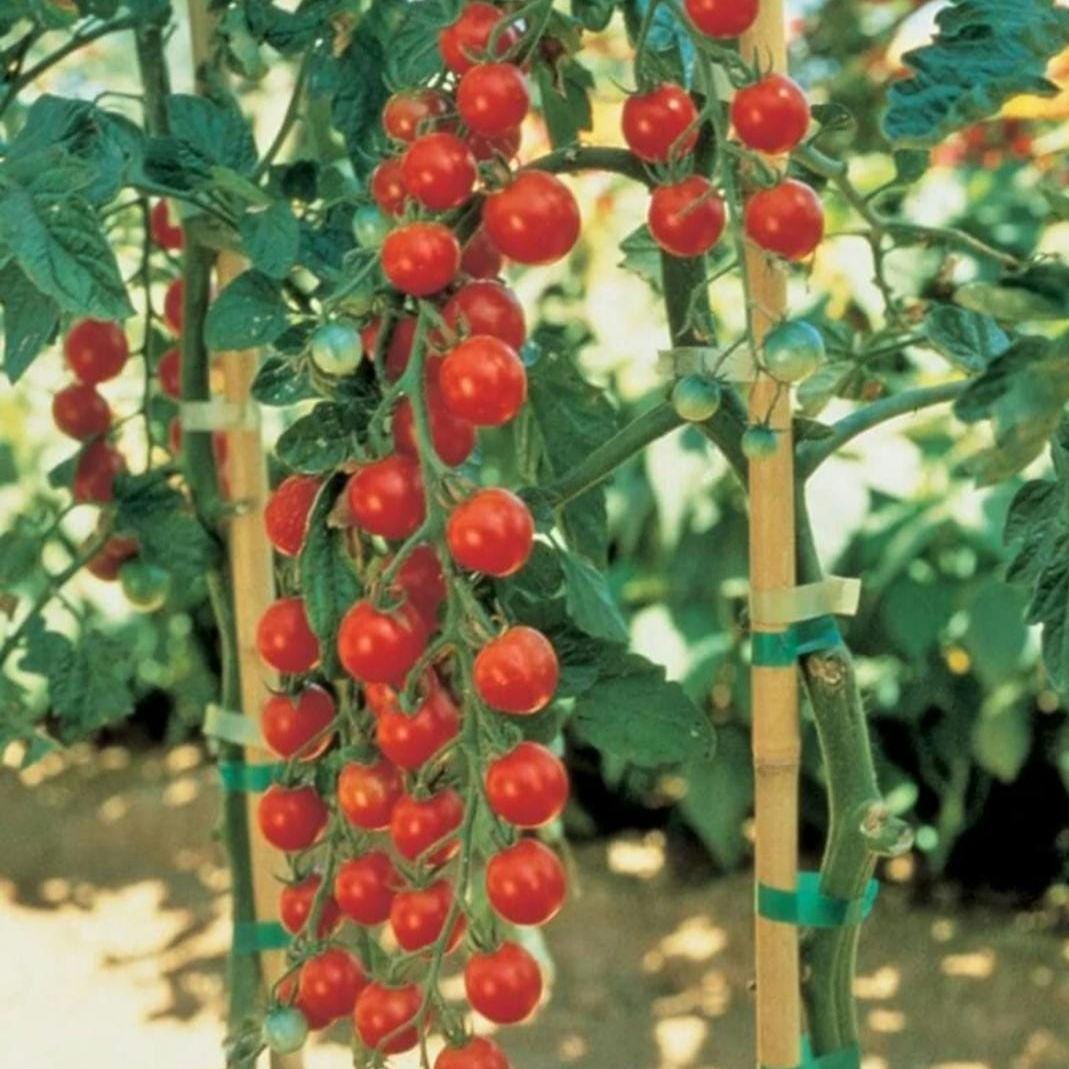 LIVE Tomato Super Sweet 100 Plants – Healthy, Strong, Heat-Tolerant and Productive, Easy to Grow and Maintain, High Yield and Ready To Grow