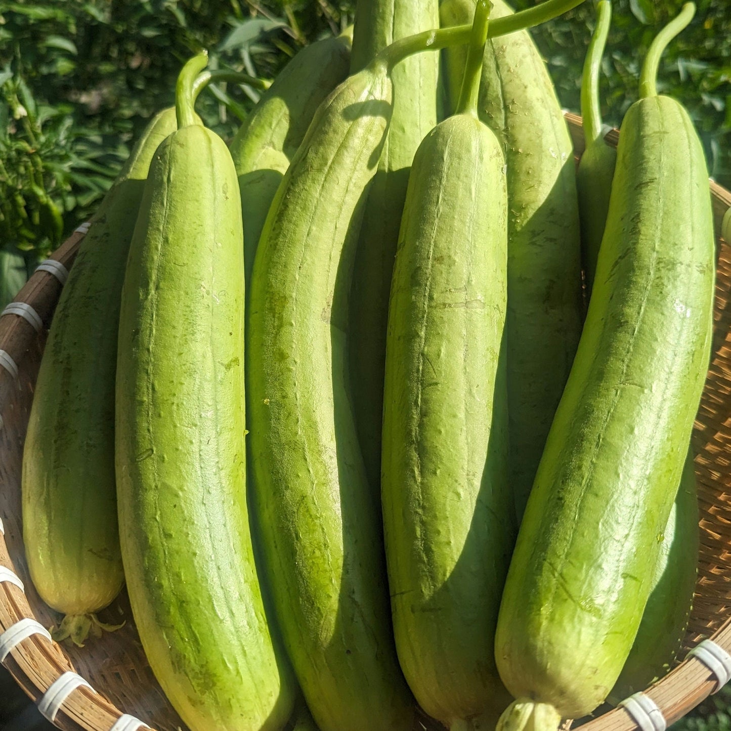 Smooth Luffa Gourd seeds - Vietnam Muop Huong, Vegetable Sponge Seeds