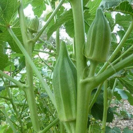 Star of David Okra Seeds, Iraqi Heirloom, Non-GMO