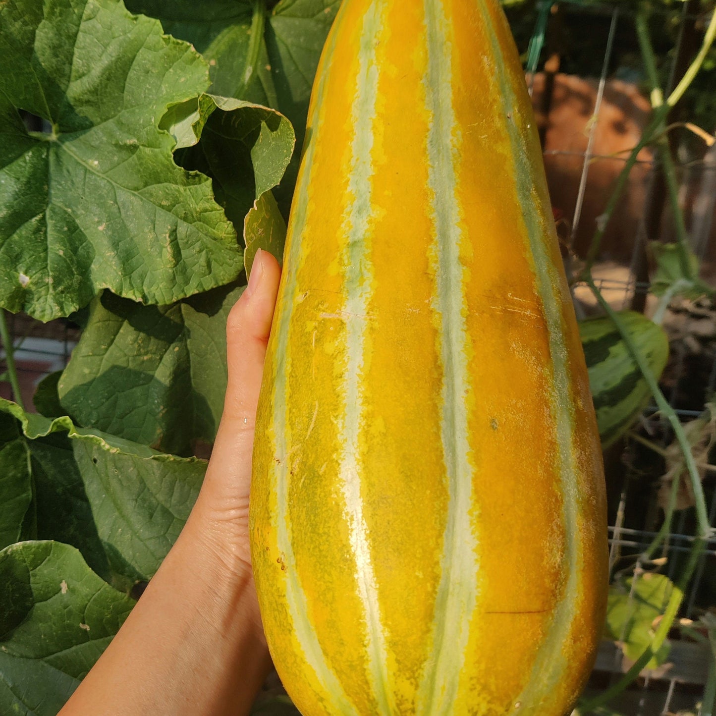 Asian Muskmelon Seeds, Dua Gang, Easy To Grow