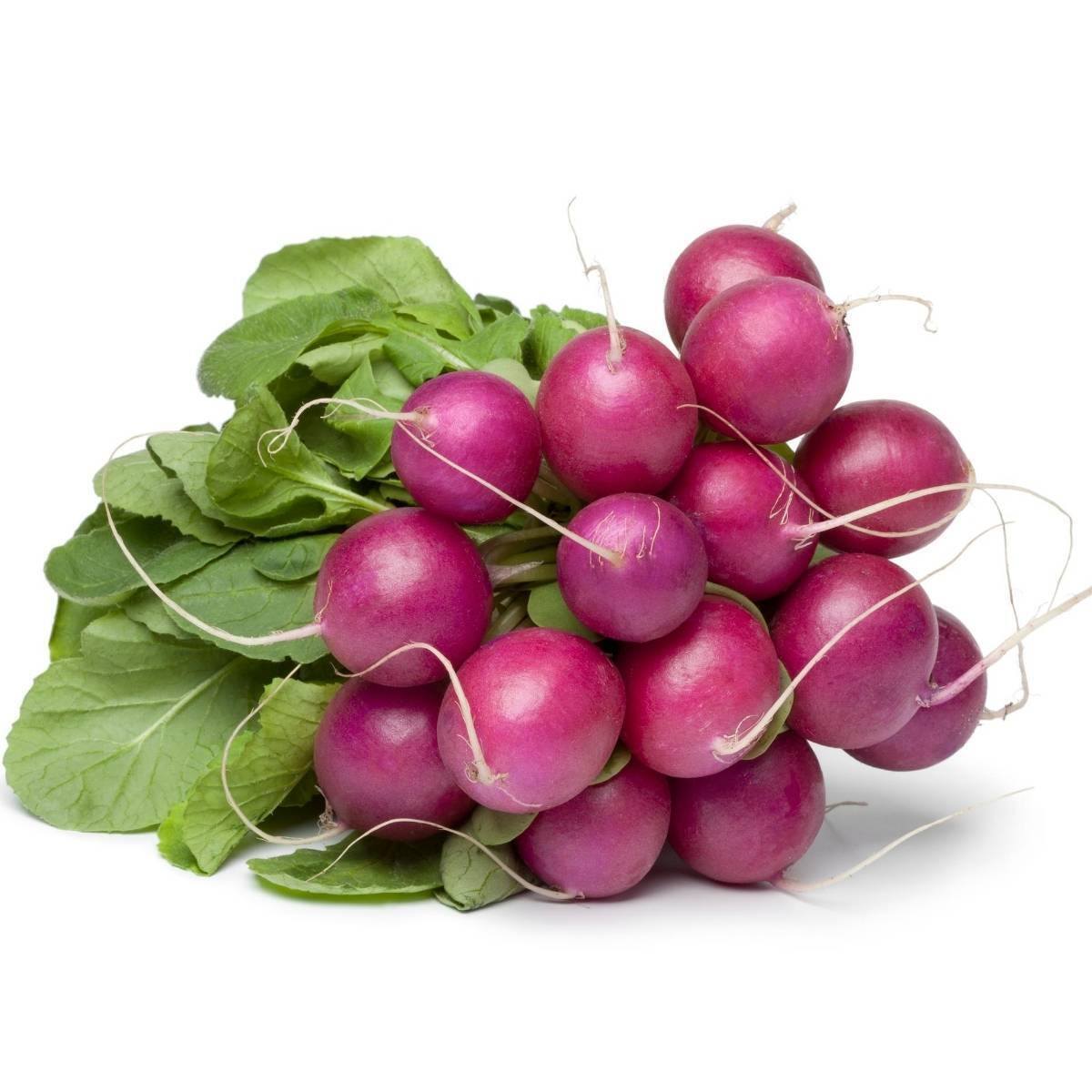 Purple Plum Radish Seeds, Fast Growing Salad Vegetable