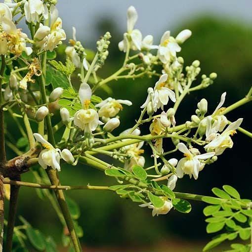 Moringa Seeds – Heirloom, Non-GMO, High Germination Drumstick Tree Seeds, Easy to Grow, Fast-Growing Superfood Tree for Garden or Containers