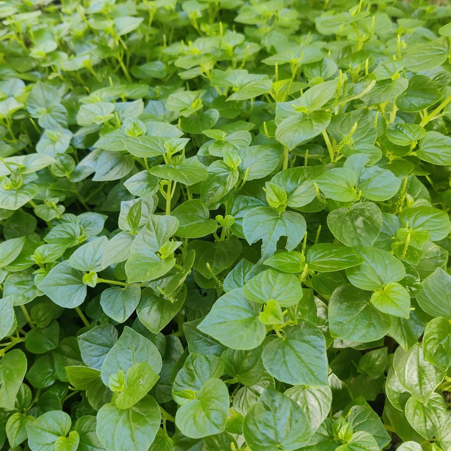 Peperomia Pellucida Seeds – Edible Clearweed Salad Herb, Easy-to-Grow