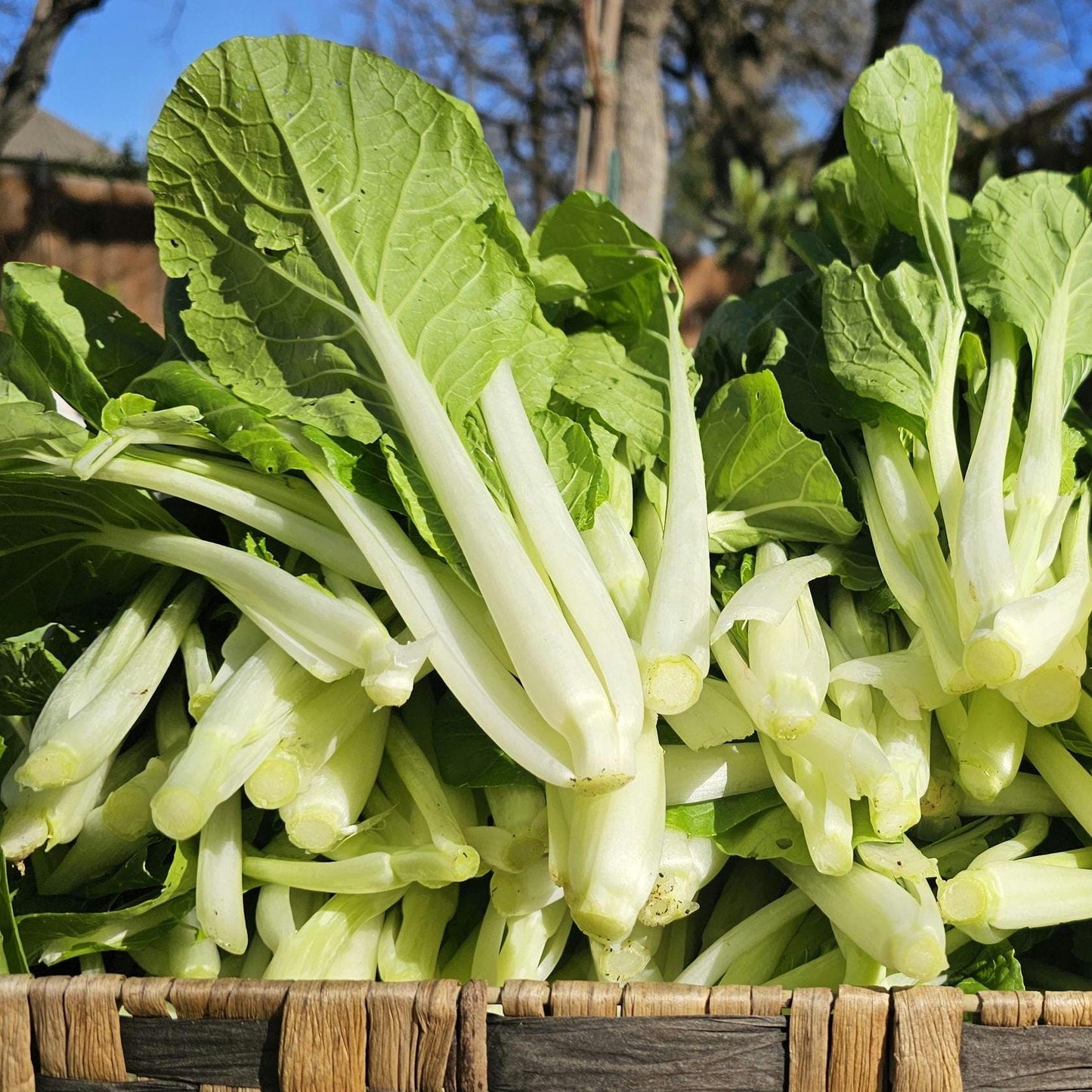White Stem Pak Choi Seeds, Heirloom Bok Choy, Fast Growing Greens