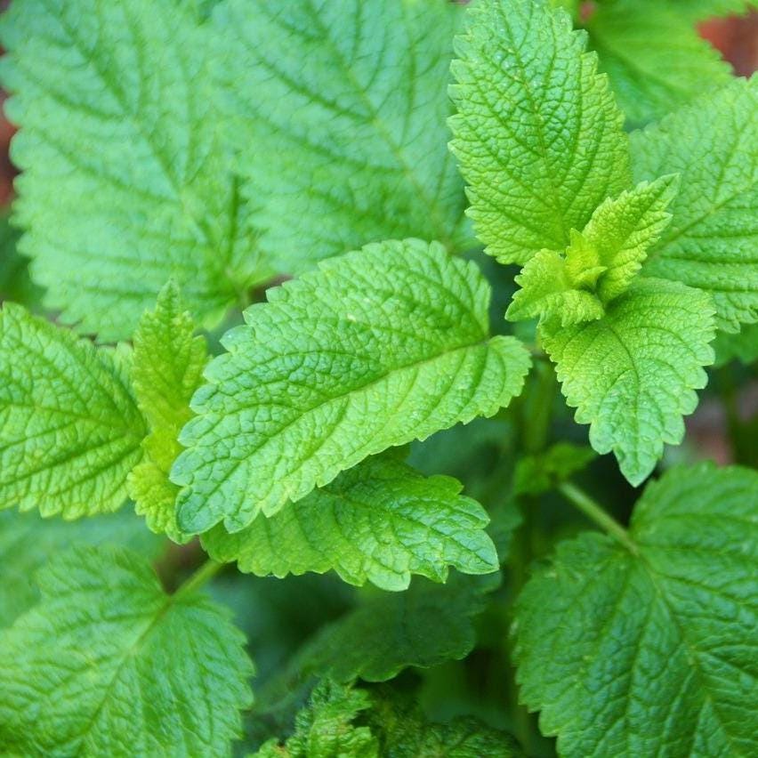 Heirloom Lemon Balm Seeds – Non-GMO, Perennial Herb
