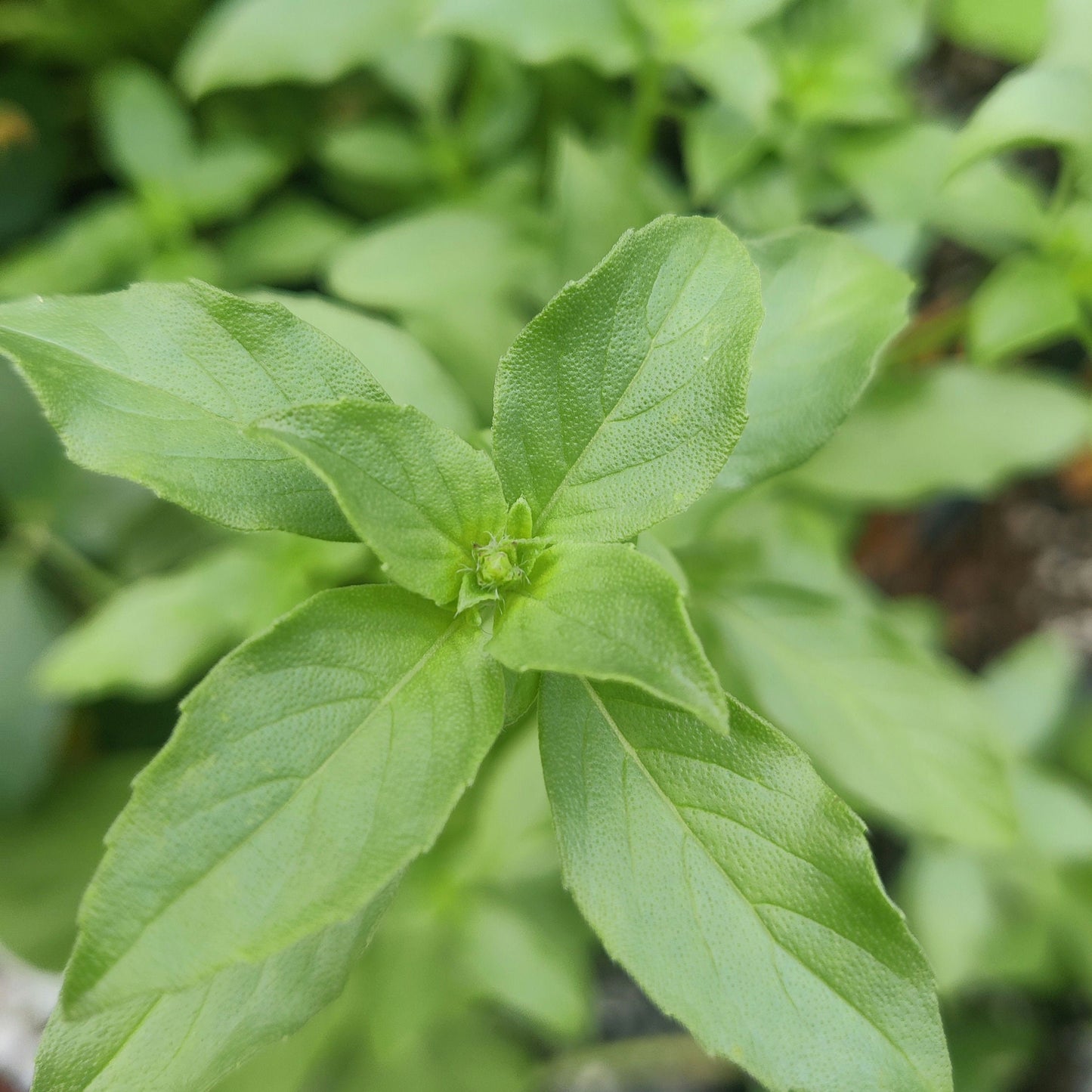 Lemon Basil Seeds, Aromatic Asian Herb