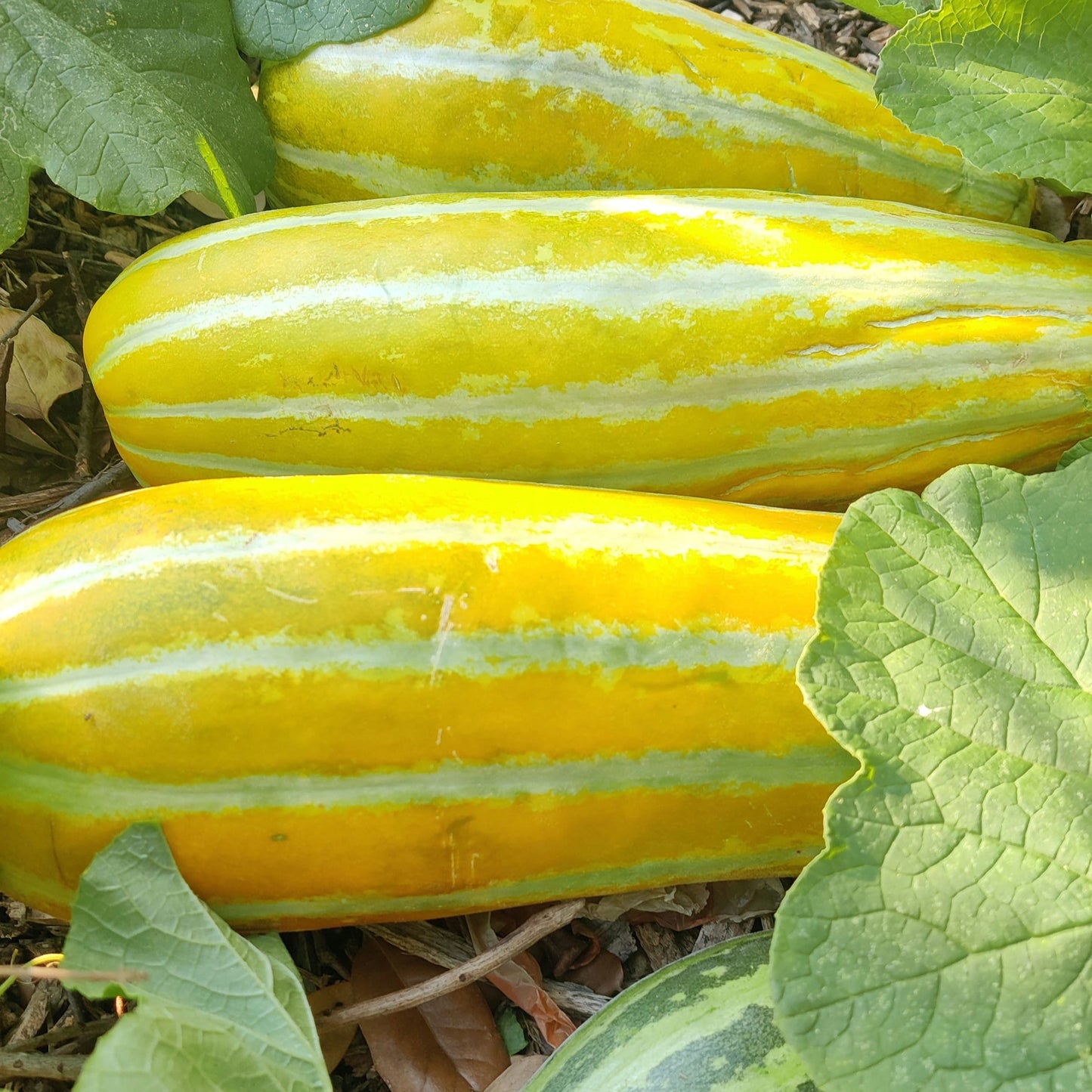 Asian Muskmelon Seeds, Dua Gang, Easy To Grow