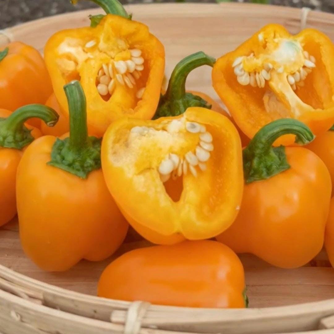 Mini Yellow Bell Pepper Seeds – Sweet, Crisp, Non-GMO, High Yield