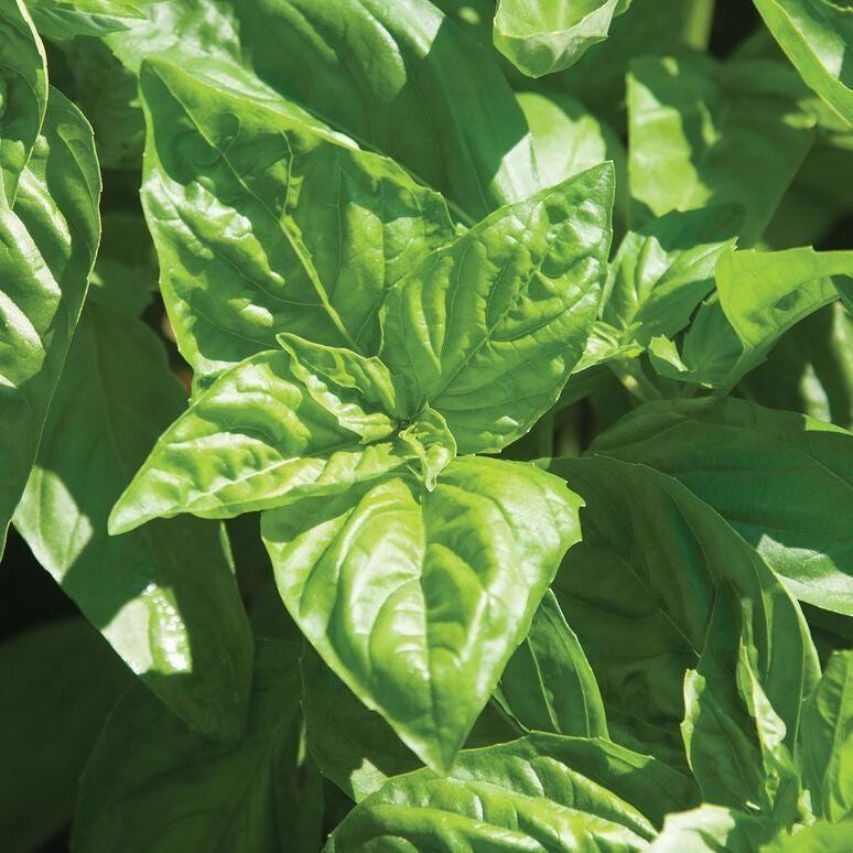 Italian Large Leaf Basil Seeds, Heirloom Aromatic Herb, High Germination, Culinary Garden Essential