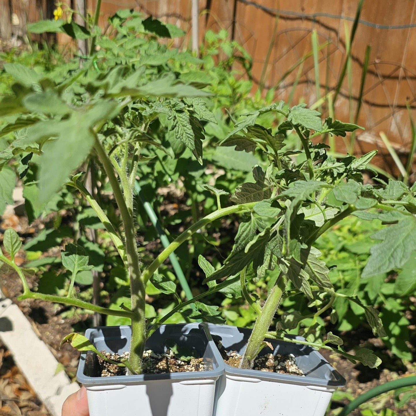 LIVE Beefsteak Tomato Plants – Healthy, Strong, Heat-Tolerant and Productive, Easy to Grow and Maintain, High Yield and Ready To Grow