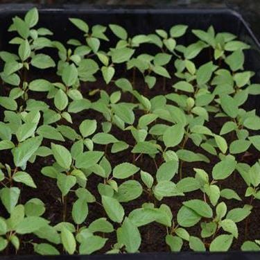 Egyptian Spinach Seeds, Heirloom Non-GMO Molokhia Red Jute