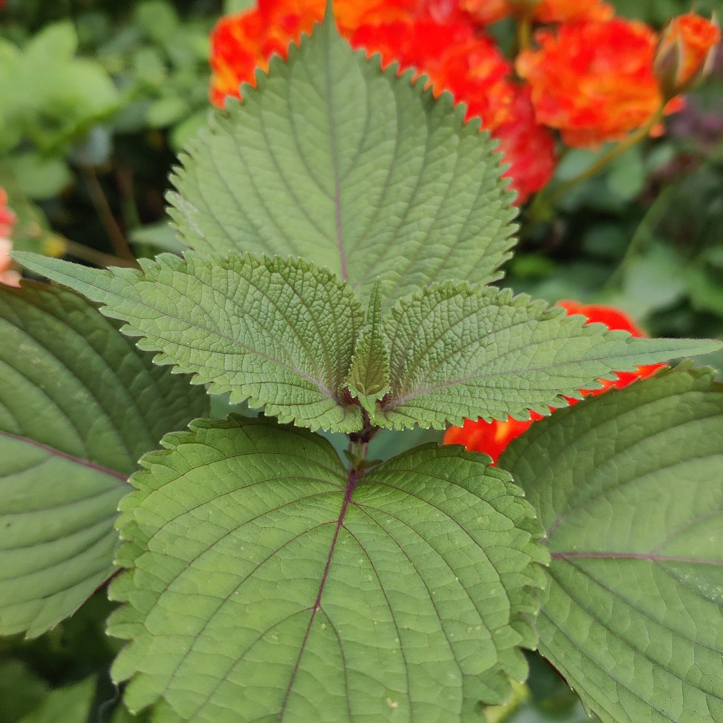 Shiso Seeds, Japanese Basil Herb, Easy To Grow Seed