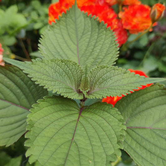 Shiso Seeds, Japanese Basil Herb, Easy To Grow Seed