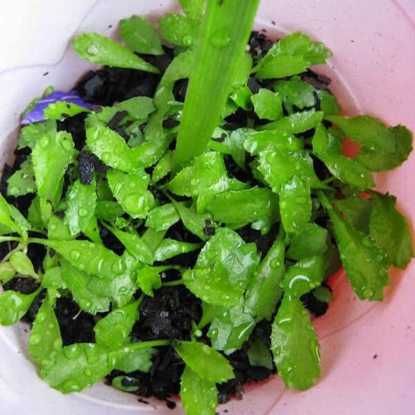 Vietnamese Culantro Seeds (Ngo Gai) – Non-GMO, Bold Flavor Herb