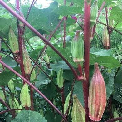 Heirloom Hill Country Red Okra Seeds, Non-GMO, Heat-Tolerant