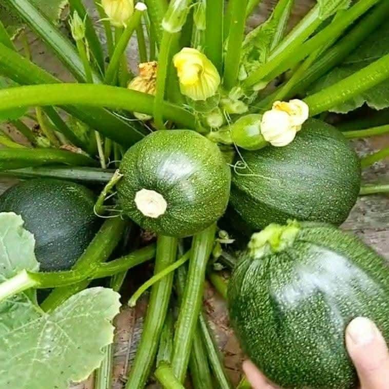 Rare Heirloom Round Zucchini Seeds, Heat-Tolerant and Disease-Resistant, Fast Growing and High Yield, Easy to Grow, Bí ngòi tròn