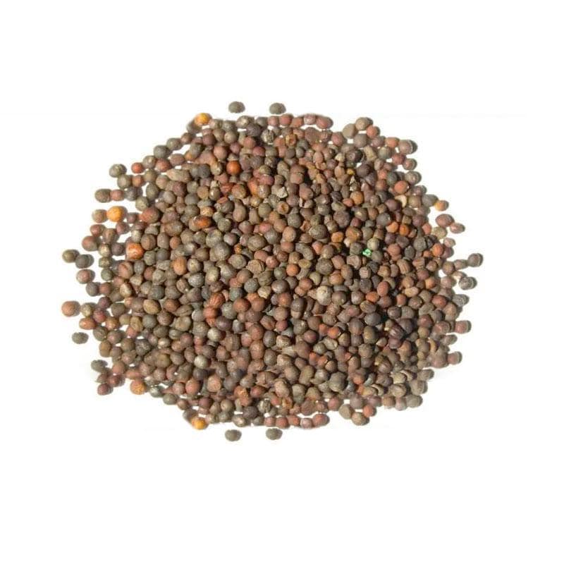 Red Acre Cabbage Seeds | Heirloom Non-GMO, Easy Grow