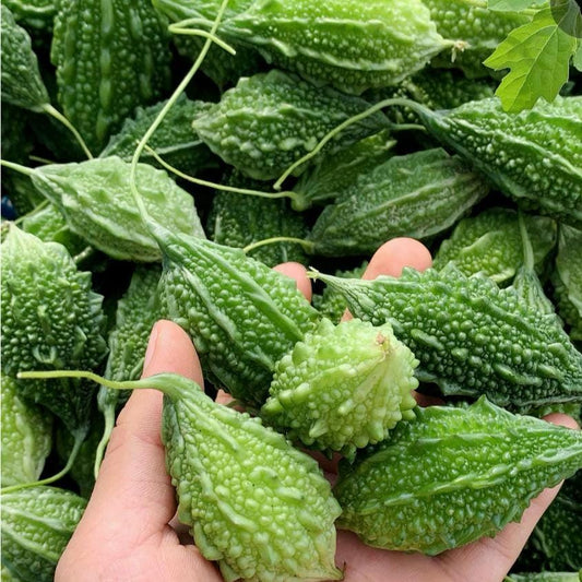 Baby Short Bitter Melon Gourd Seeds, Non-GMO Heirloom - Muop Dang Rung, Kho Qua Rung