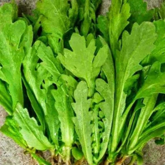 Crown Daisy Vegetable Seeds, Non-GMO Chrysanthemum Greens