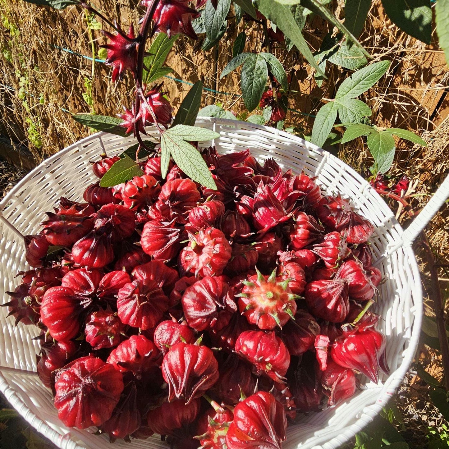 Roselle Hibiscus Seeds | Organic Tropical Tea Plant | Crimson Blooms | Grow Hibiscus Sabdariffa for Herbal Tea & Natural Dye | Non-GMO Seeds