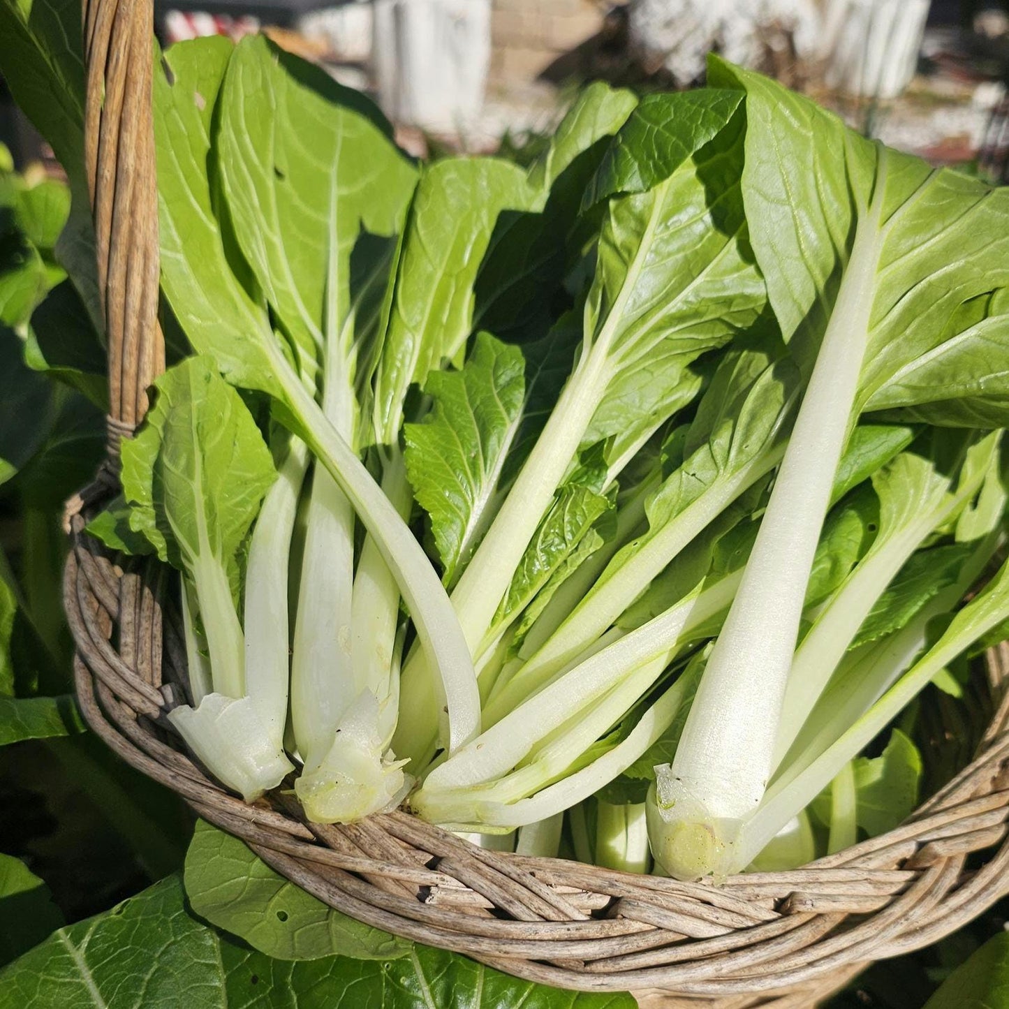 White Stem Pak Choi Seeds, Heirloom Bok Choy, Fast Growing Greens