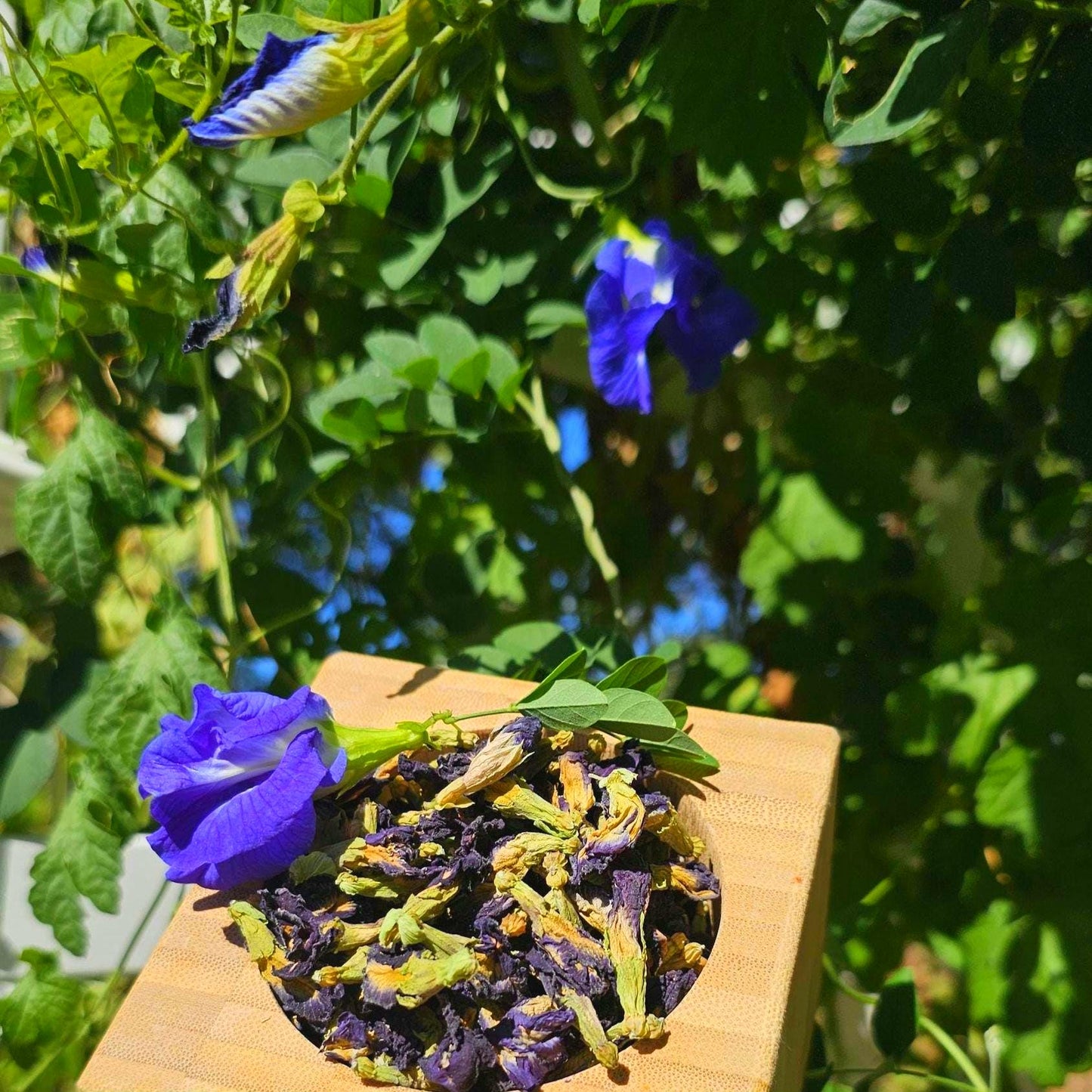 Dried Butterfly Pea Flowers | Natural Blue Herbal Tea & Food Coloring