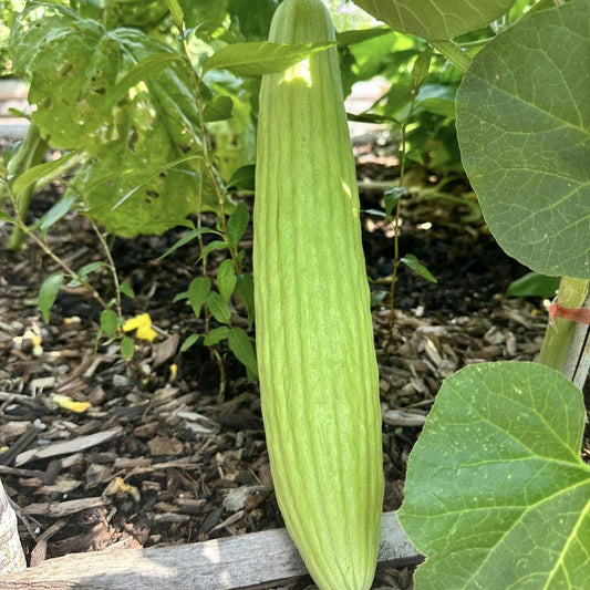 Armenian Yard Long Cucumber Seeds | Heirloom Non-GMO | Crisp, Mild Flavor, Long Light Green Fruit