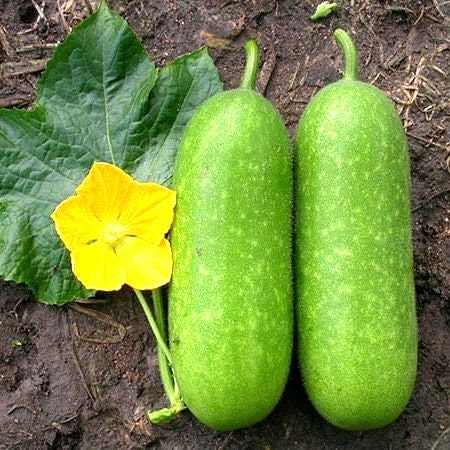 Winter Melon Seeds – Hairy Gourd, High Germination Heirloom Vegetable – Easy-to-Grow Tropical Gourd for Soups, Stews and Stir-Fries