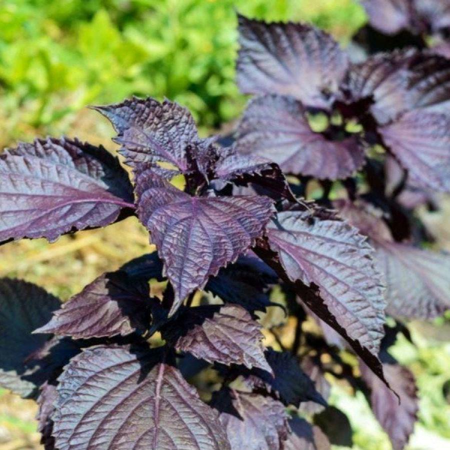 Purple Shiso Seeds, Japanese Basil, Beefsteak Herb