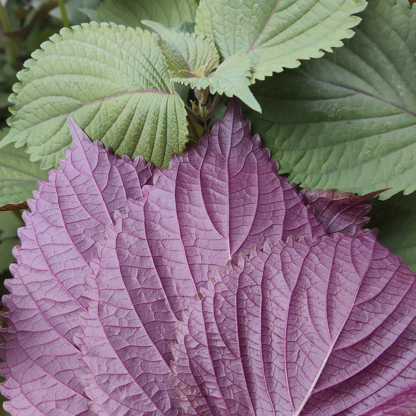 Shiso Seeds, Japanese Basil Herb, Easy To Grow Seed