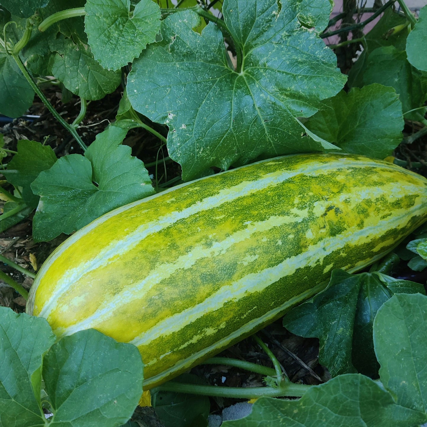 Asian Muskmelon Seeds, Dua Gang, Easy To Grow