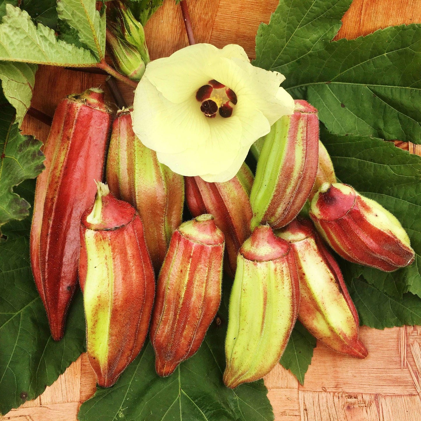 Heirloom Hill Country Red Okra Seeds, Non-GMO, Heat-Tolerant