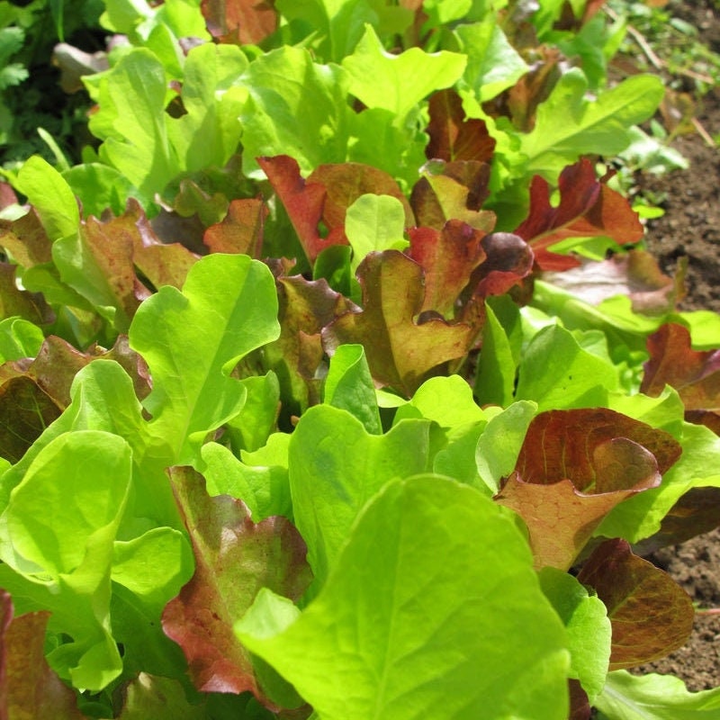 Organic Mixed Lettuce Seeds, Heirloom Non-GMO Variety