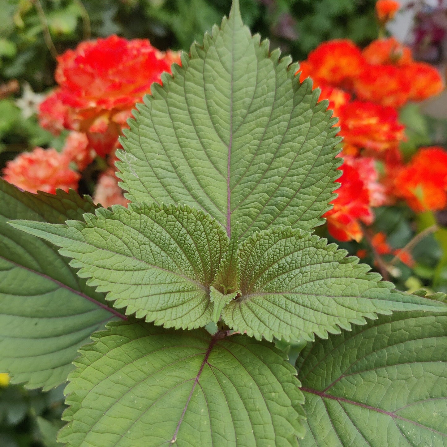 Shiso Seeds, Japanese Basil Herb, Easy To Grow Seed