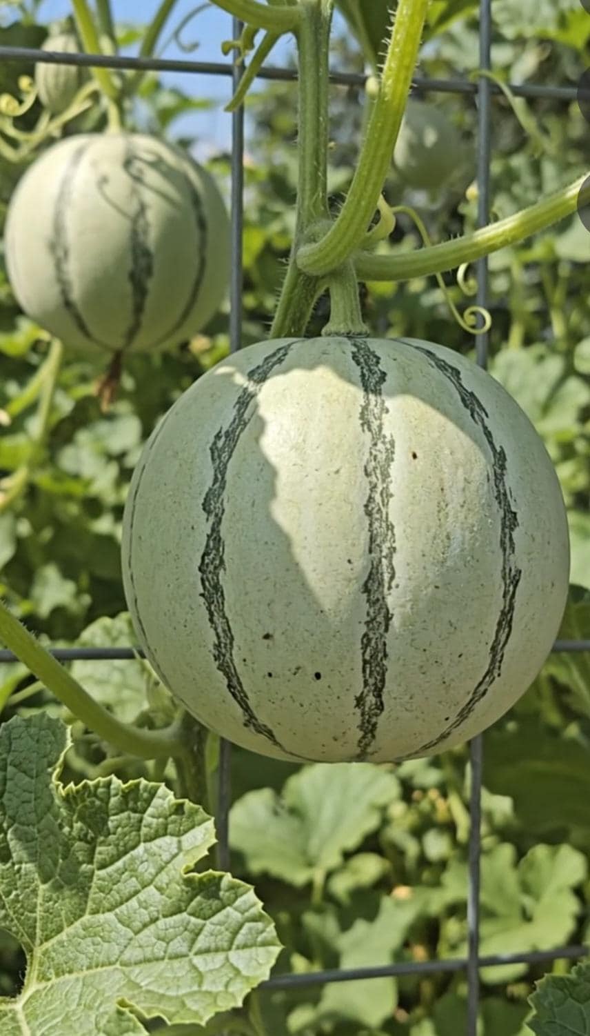 Charentais Melon-French Cantaloupes -Cavaillon Melons-Heirloom, Non-GMO, Sweet-Sweet-Fragrant French Melon Seeds