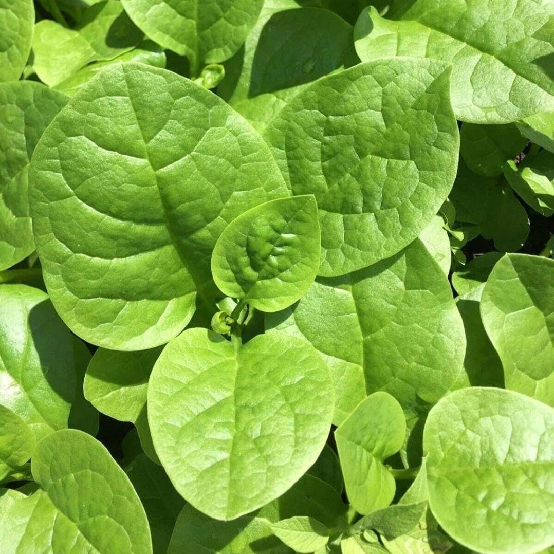 Heirloom Green Malabar Spinach Seeds, Non-GMO, Farm-Fresh